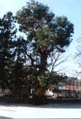 相生小学校のユーカリの木の写真